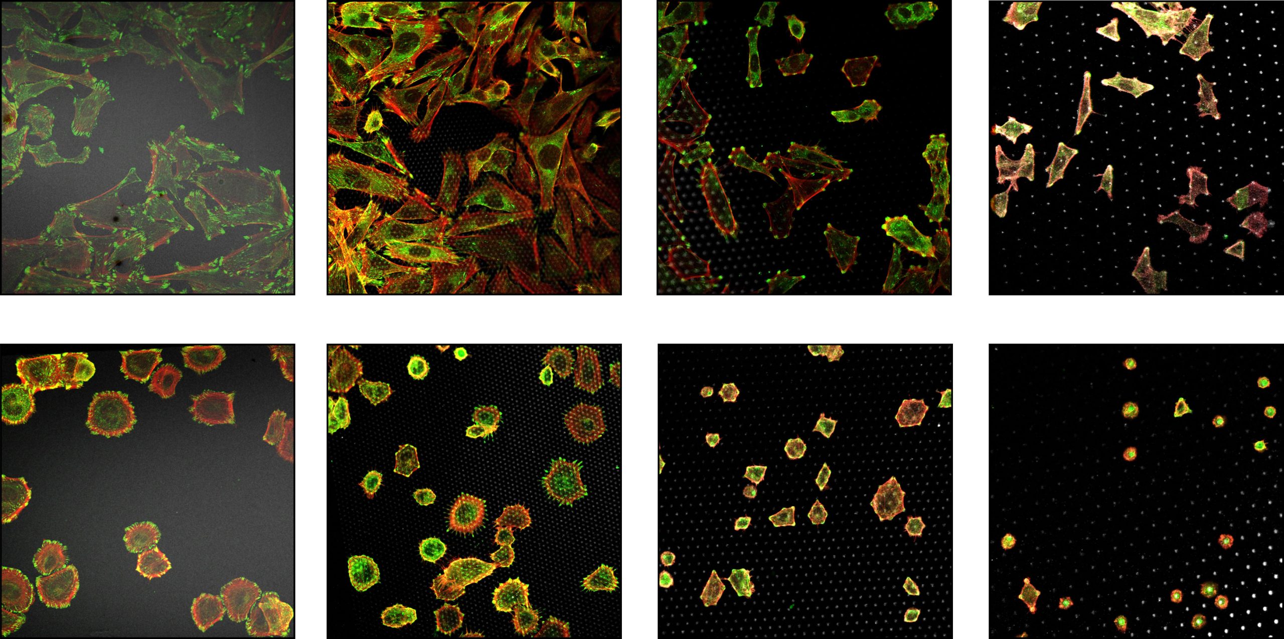A series of microscopy images of cells